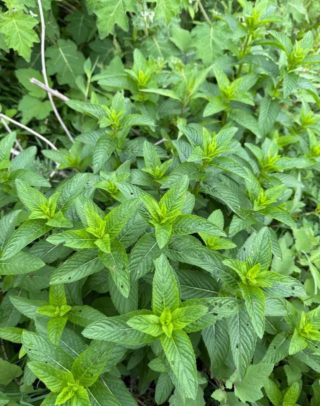 折耳根活麻臭菜产业发展_贵州怪蔬菜_贵州网红黑暗料理,