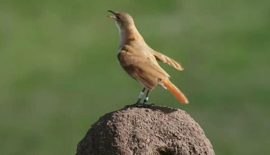 八哥视频高清在线观看优势，最新航天纪录片哪里看